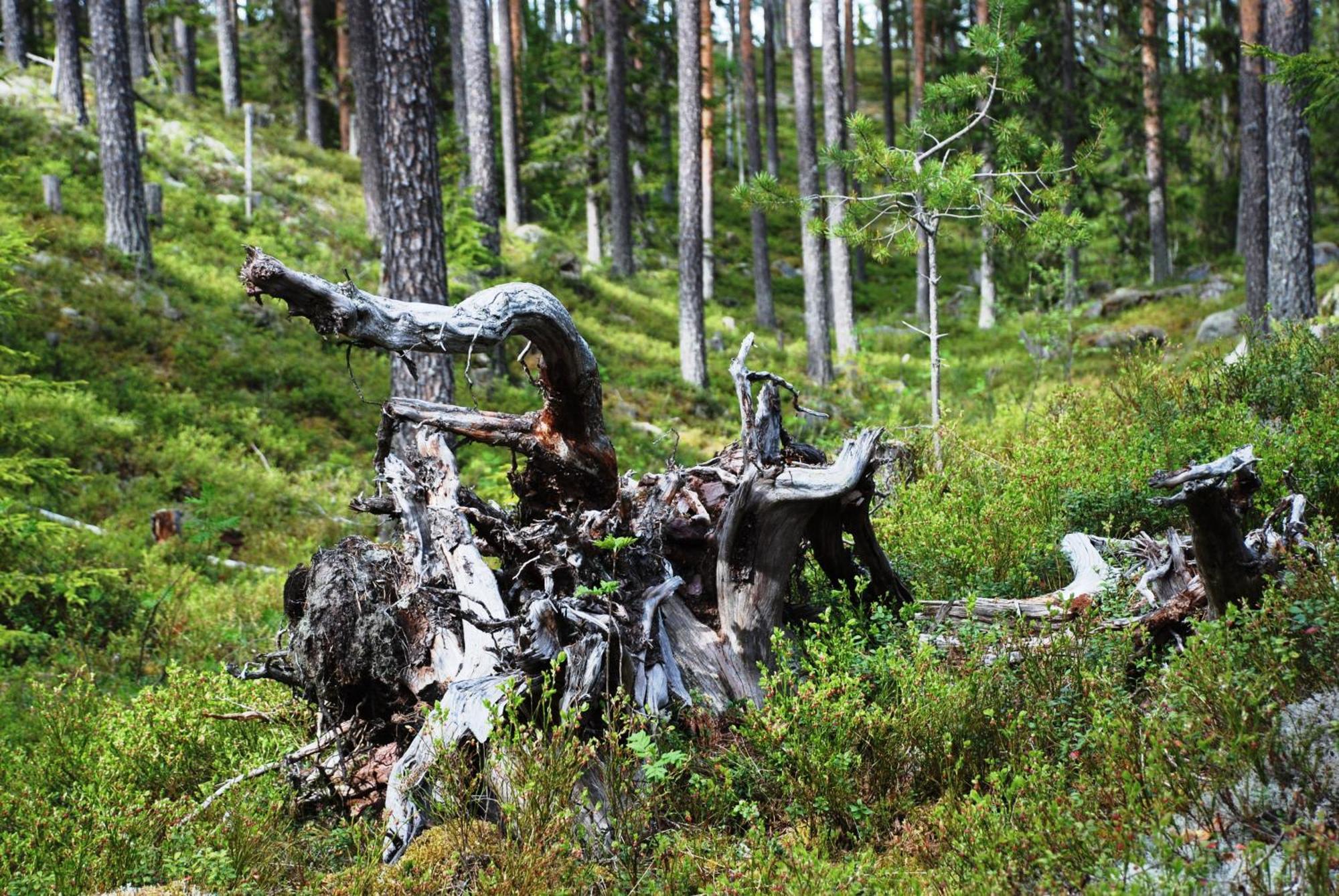 12 - Fulufjellets Nasjonalparker - Natur-, Dyre- Og Fugleopplevelser Ljordal Exterior photo